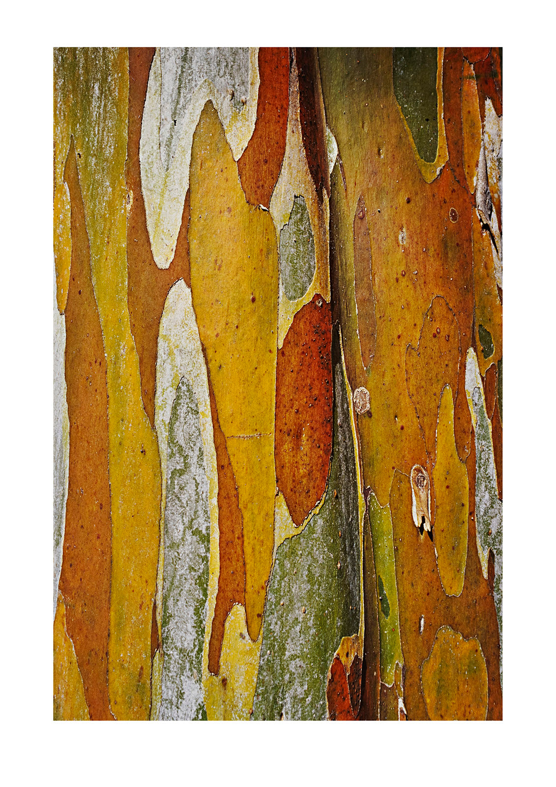 Abstract created by a close view of snow gum tree bark. Alpine National Park, Victoria, Australia.