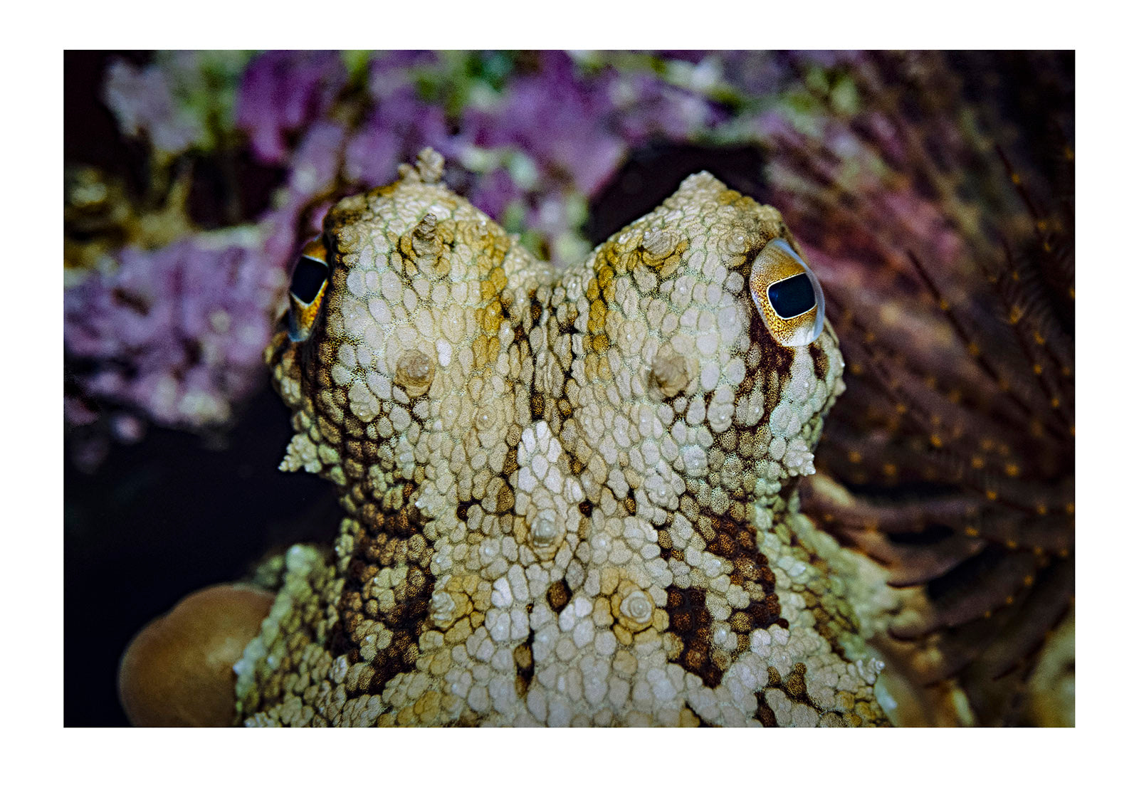 Closeup of octopus eyes and head. Melbourne Aquarium, Victoria, Australia.
