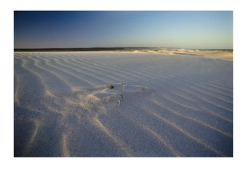 Wind-blown patterns on sand with twigs. Eucla, Western Australia, Australia.