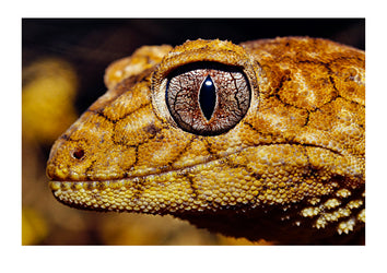 Close view of the head of a rough knob-tail gecko. Alice Springs Desert Park, Northern Territory, Australia.