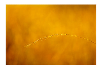 A delicate blade of wire grass. Epping National Park, Queensland, Australia.