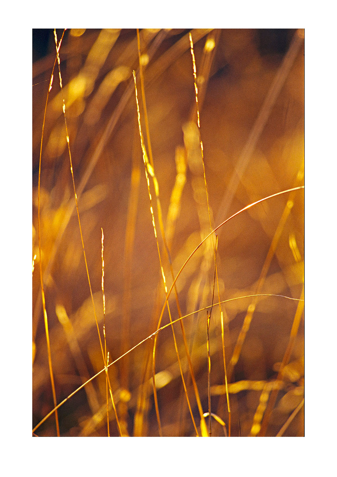 Delicate blades of grass backlit in morning light. Epping National Park, Queensland, Australia.