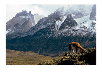 A Guanaco feeding on the foothills of the icy Andes Mountains range. Torres del Paine National Park, Chile.