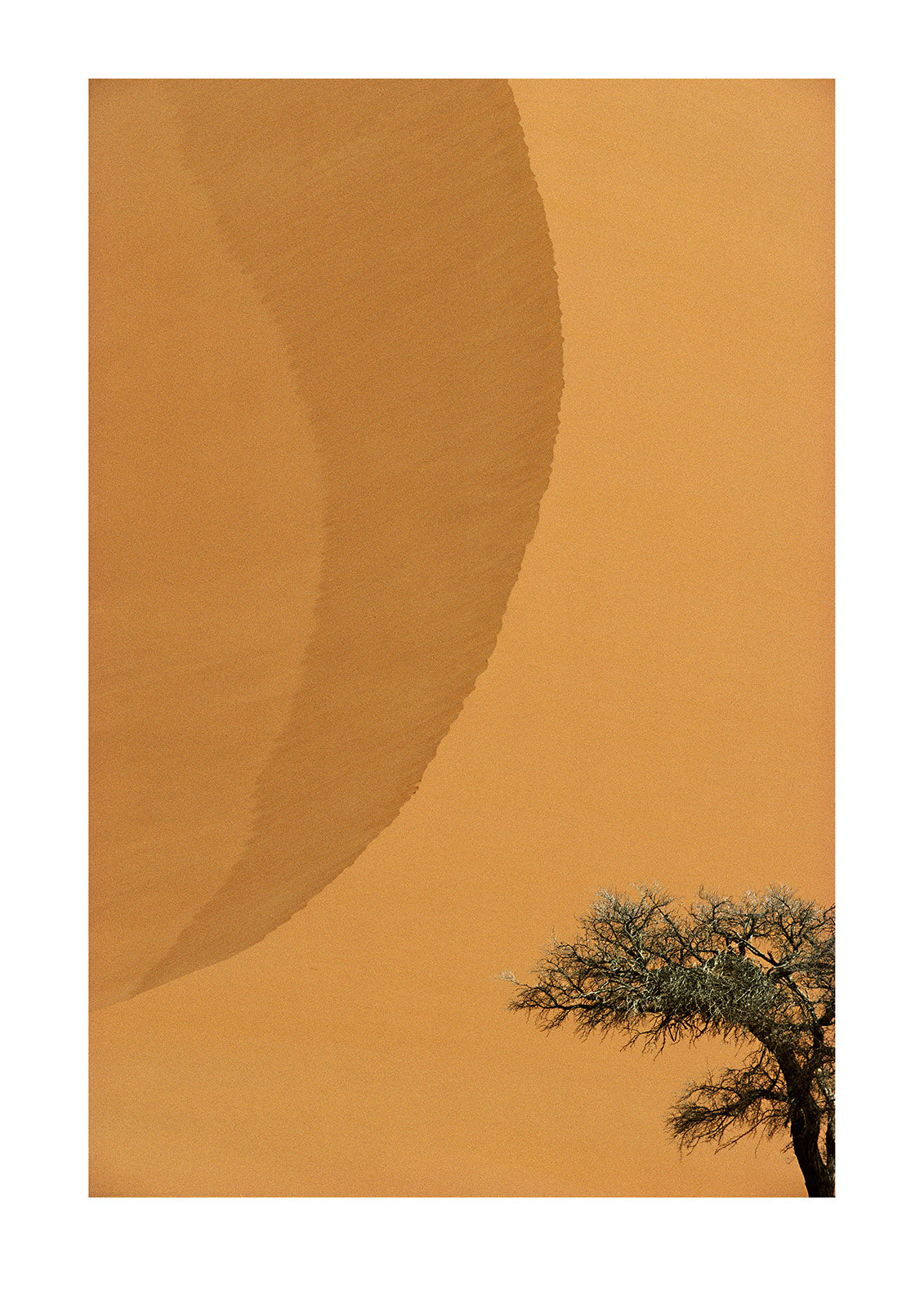 An acacia tree dwarfed by the scorching wall of a 300 meter-high sand dune. Sossussvlei Dunes, Great Southern Dune Field, Namibia.